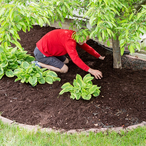 we offer a variety of mulch options for installation including cedar, pine, and hardwood